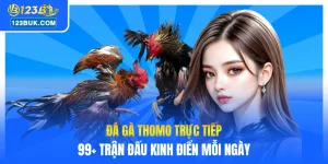 Đá gà Thomo