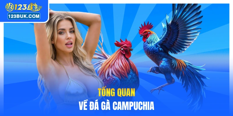Tổng quan về đá gà Campuchia